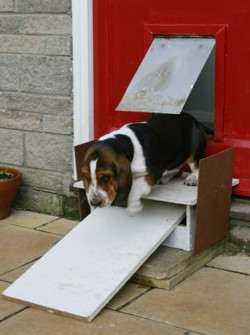 Basset puppy down steps